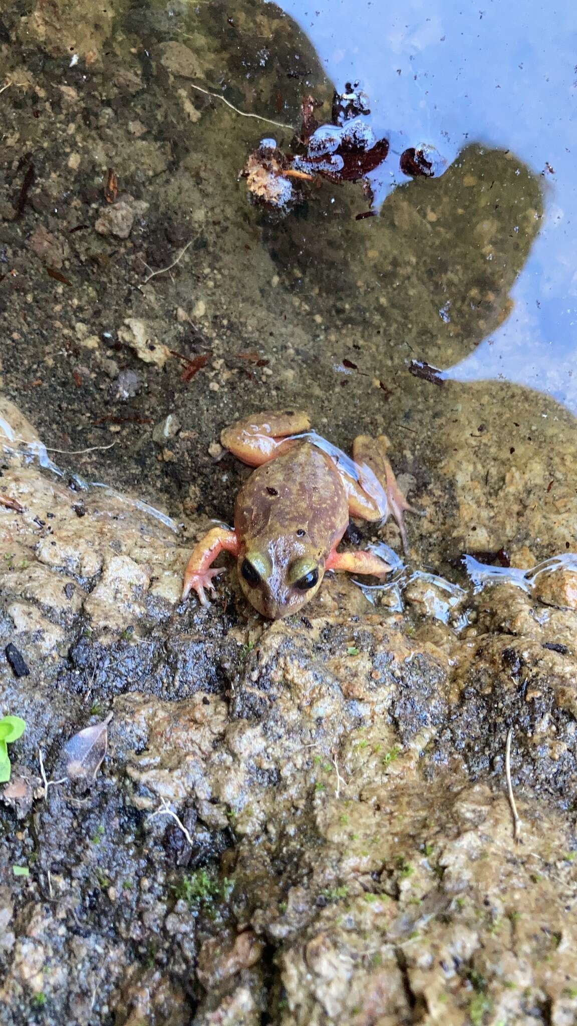 Image of Emilio's Ground Frog