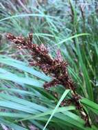 Image of forest sawsedge