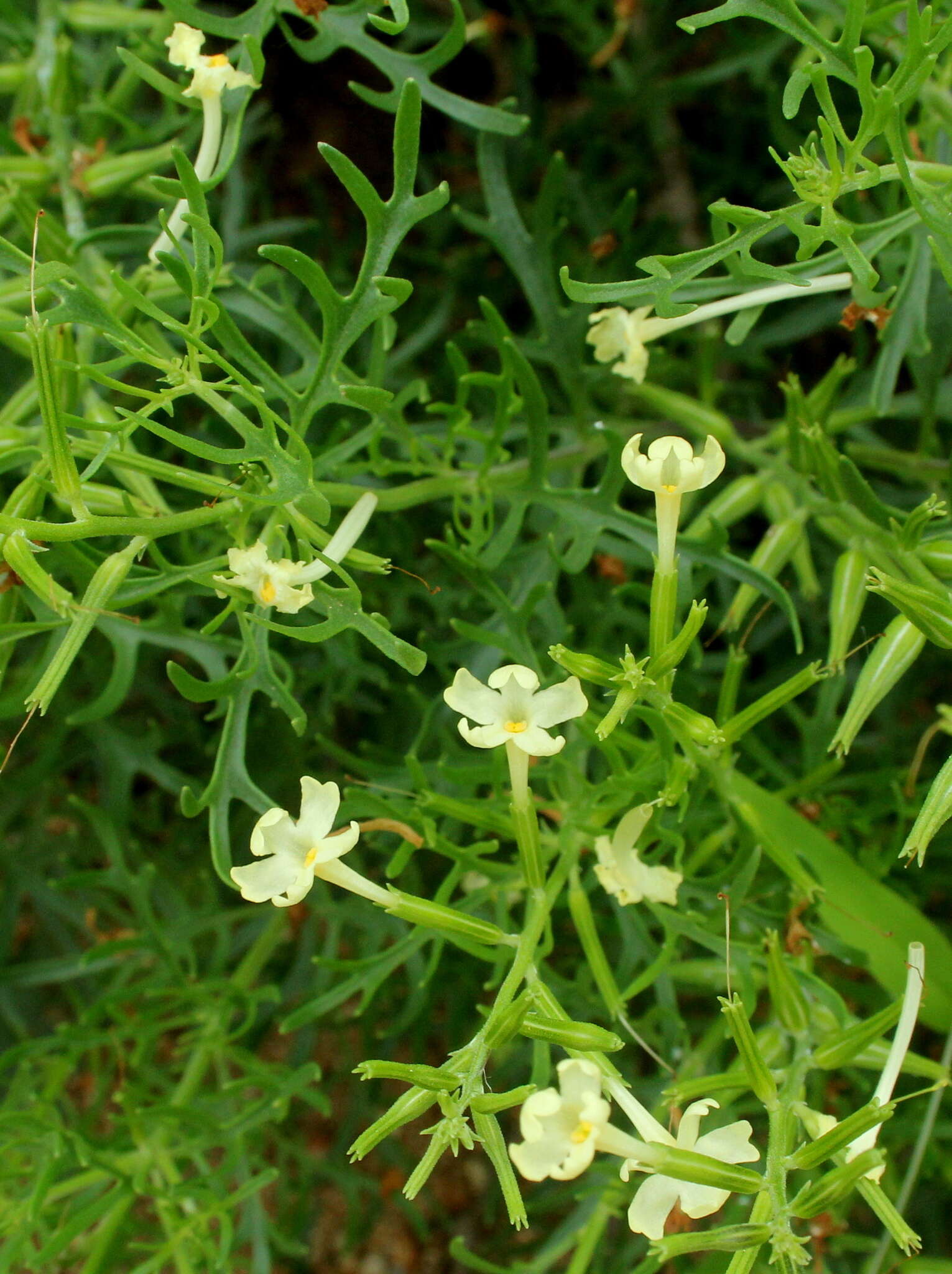 Plancia ëd Chascanum pinnatifidum (L. fil.) E. Mey.