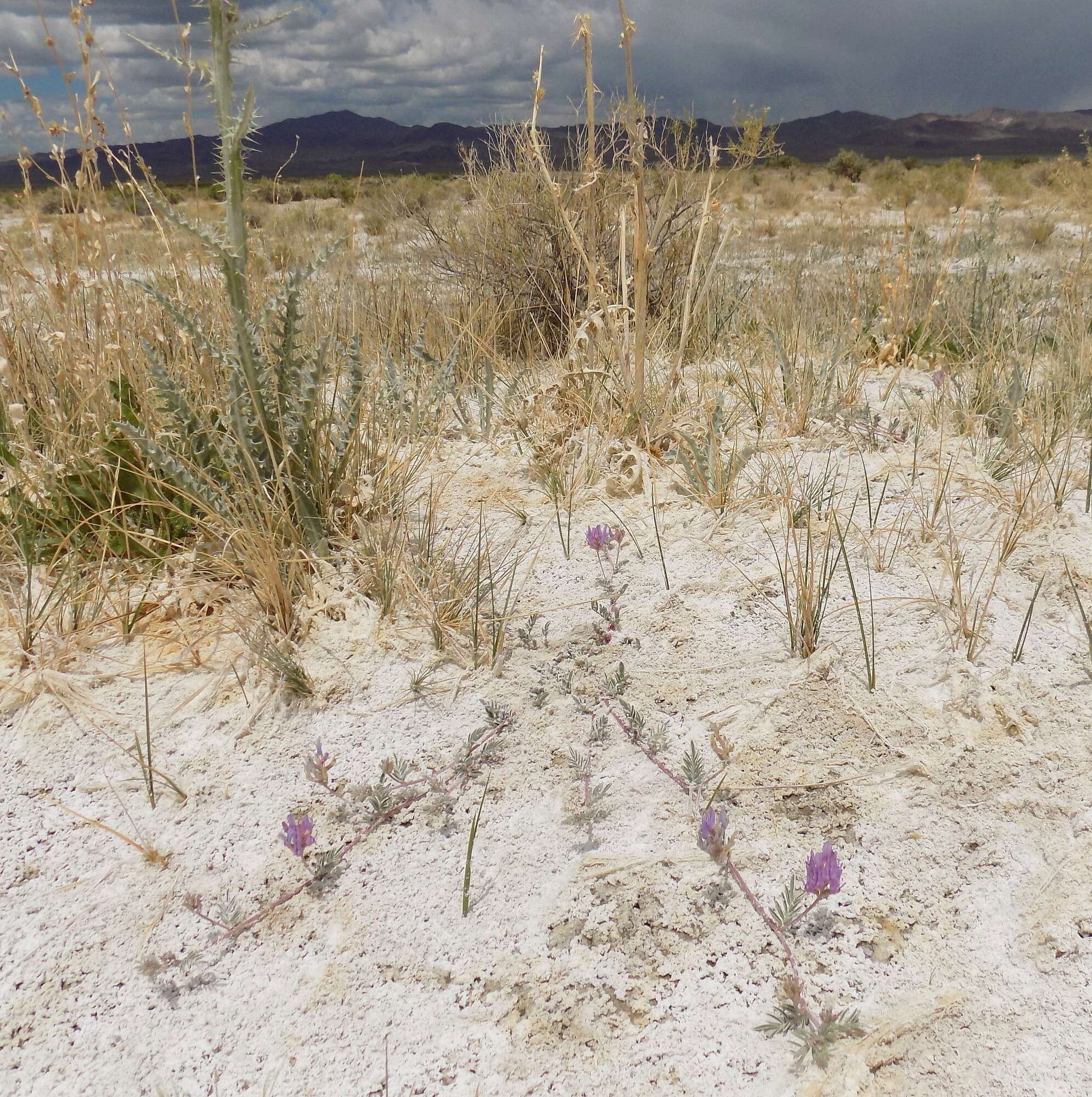 Imagem de Astragalus lentiginosus var. sesquimetralis (Rydb.) Barneby