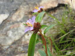 Image of Antherotoma debilis (Sond.) H. Jacques-Félix