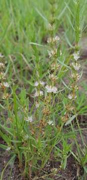 Image of Bergia decumbens Planch. ex Harv.