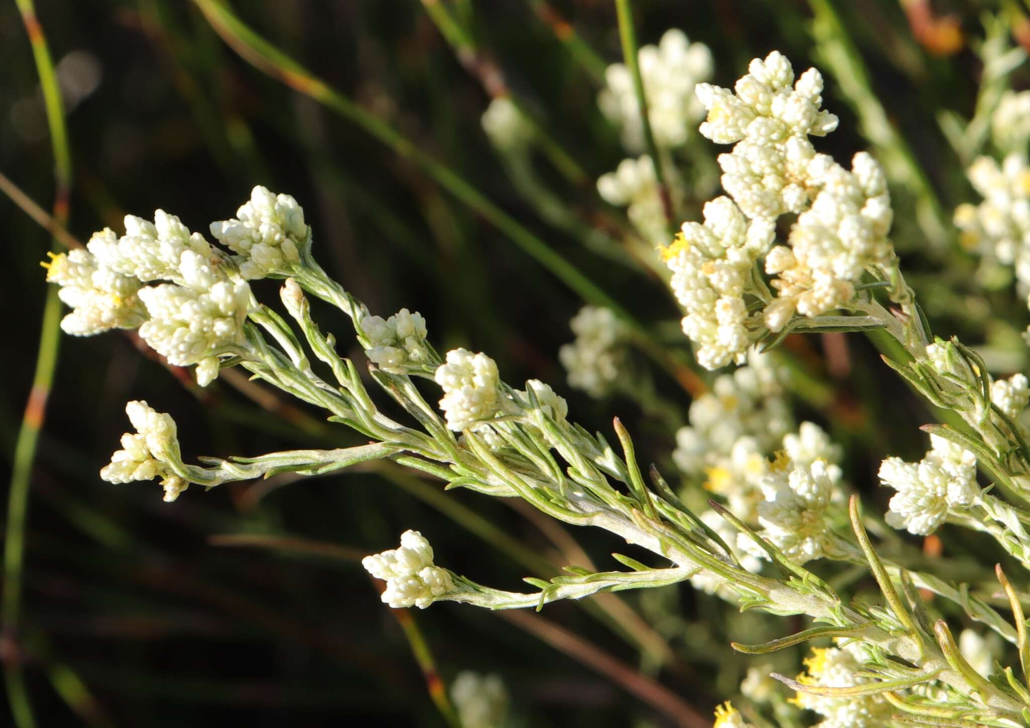 Image of Helichrysum rosum (Berg.) Less.