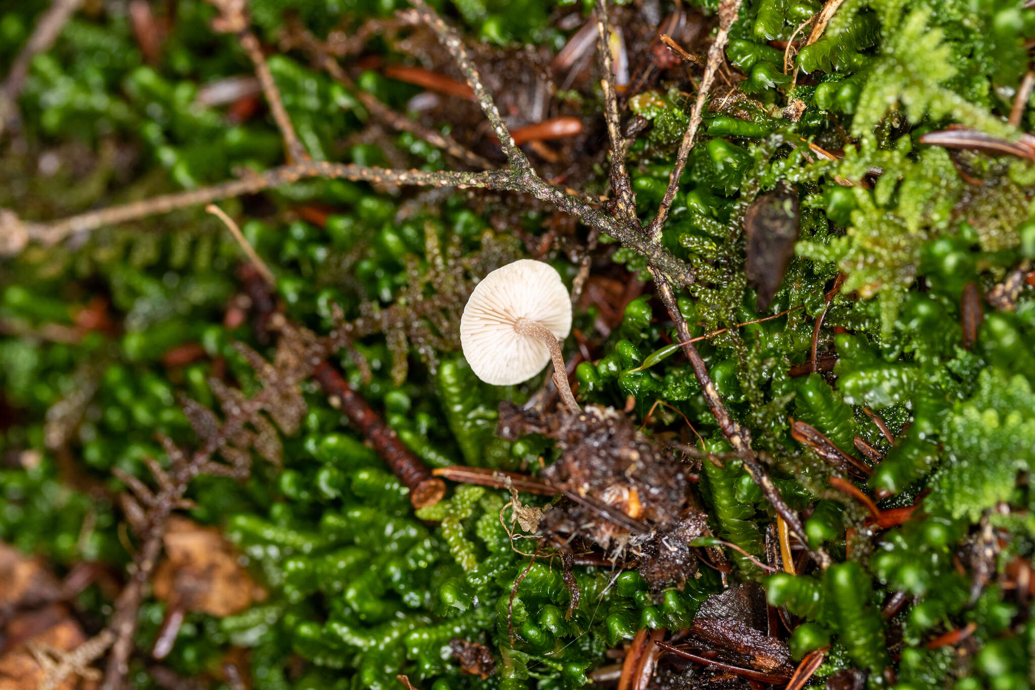 Marasmiellus praeacutus (Ellis) Halling 1987 resmi