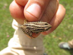 Слика од Leptodactylus gracilis (Duméril & Bibron 1840)