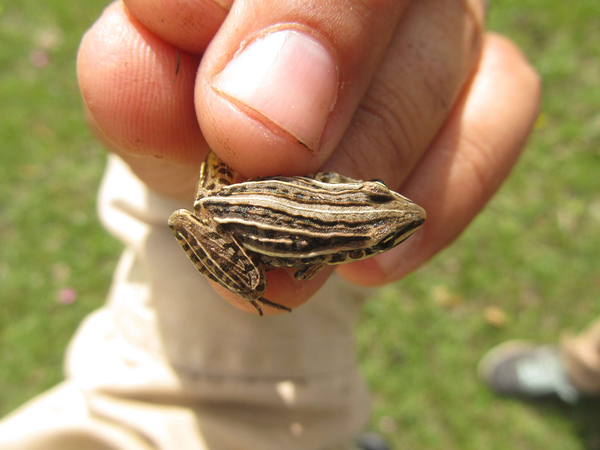 Слика од Leptodactylus gracilis (Duméril & Bibron 1840)