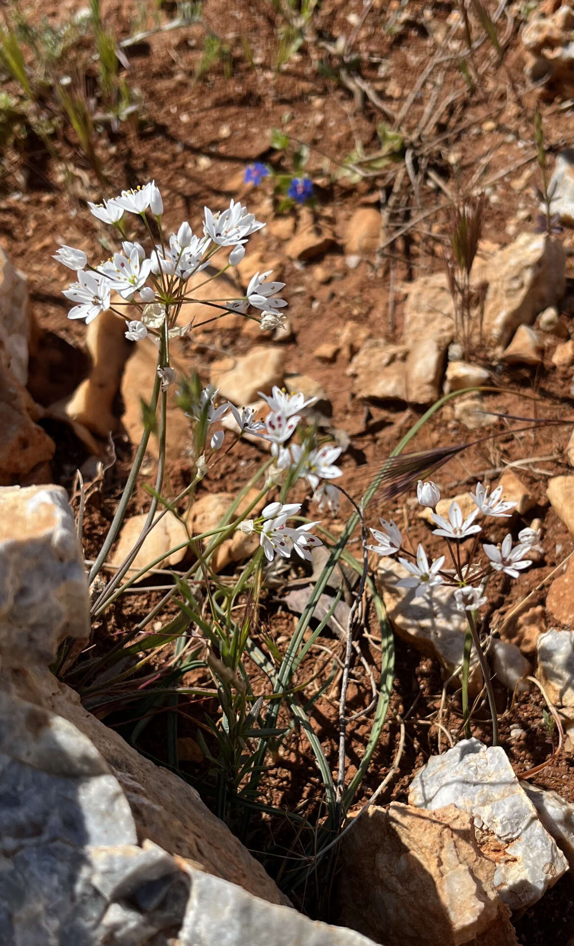 Image of Allium subhirsutum L.