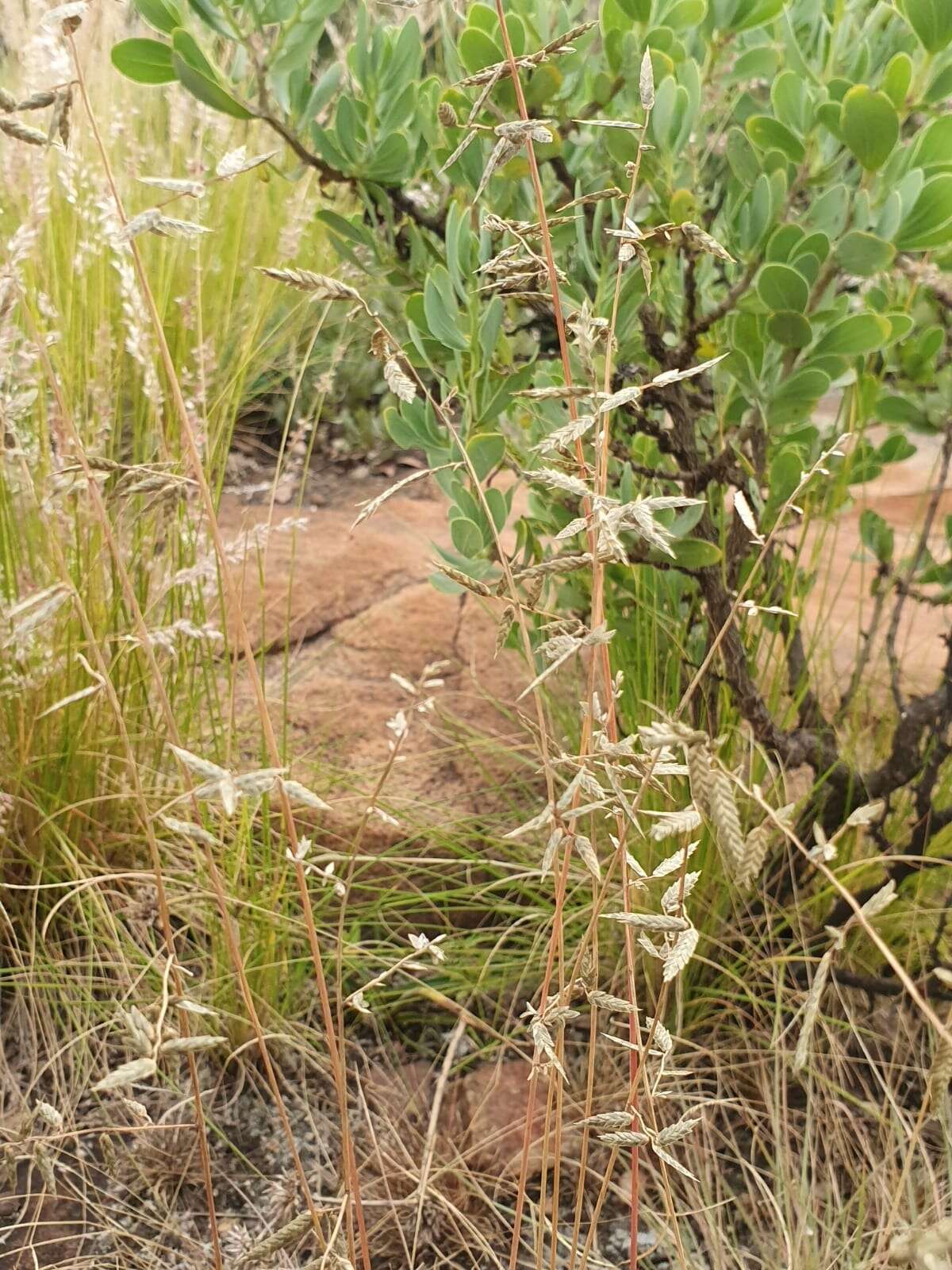 Image of Eragrostis nindensis Ficalho & Hiern