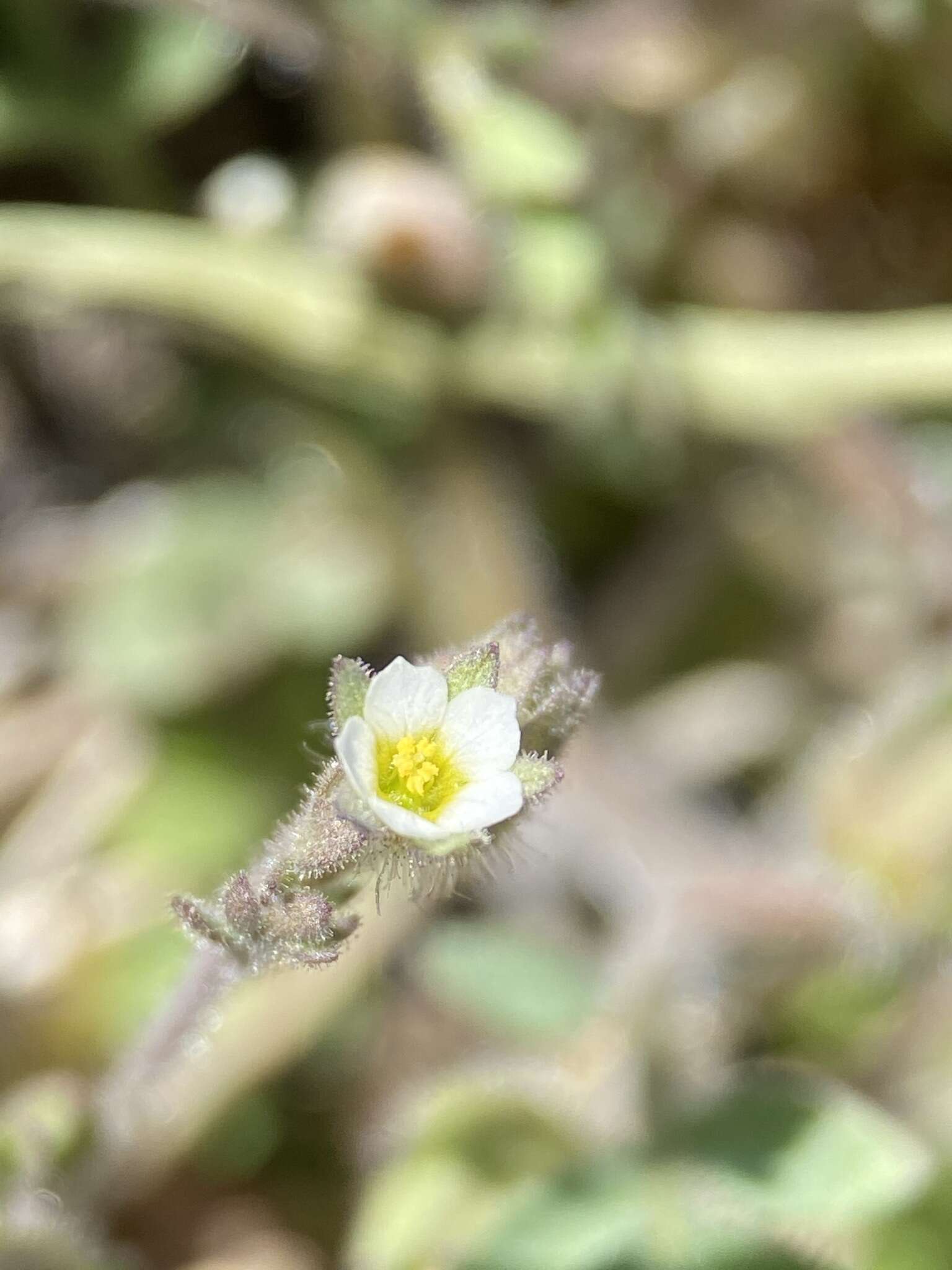 Imagem de Polemonium micranthum Benth.