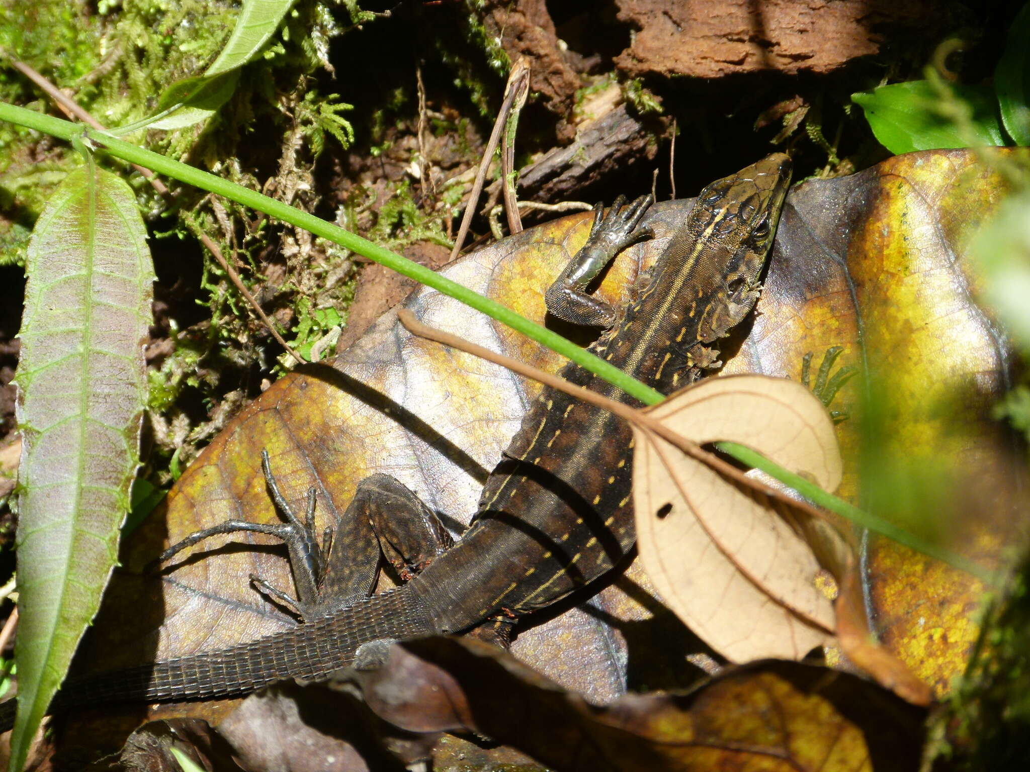 Image of Ameiva Lizard