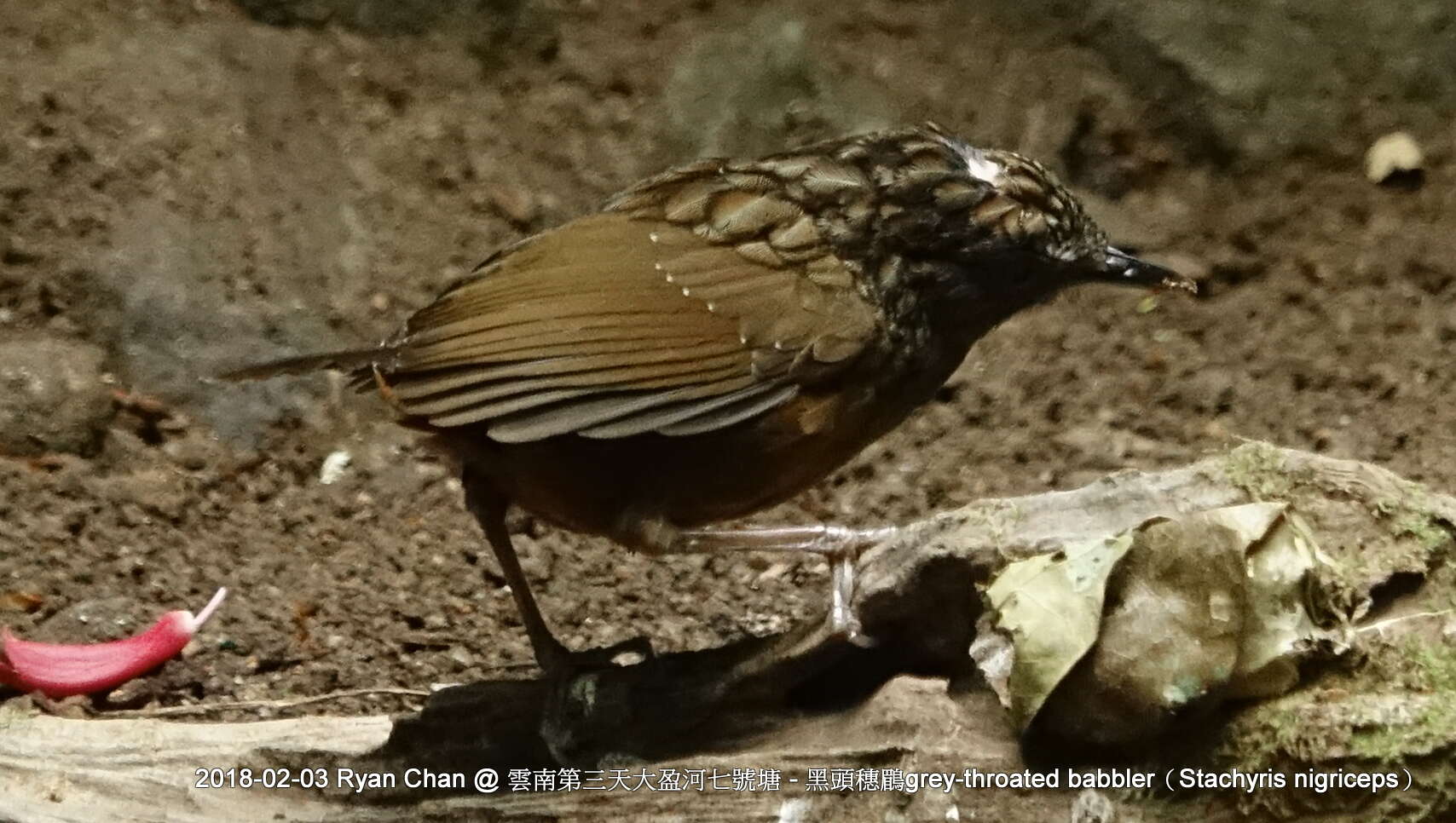 Image of Streaked Wren-Babbler