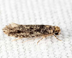 Image of Brown-dotted Clothes Moth