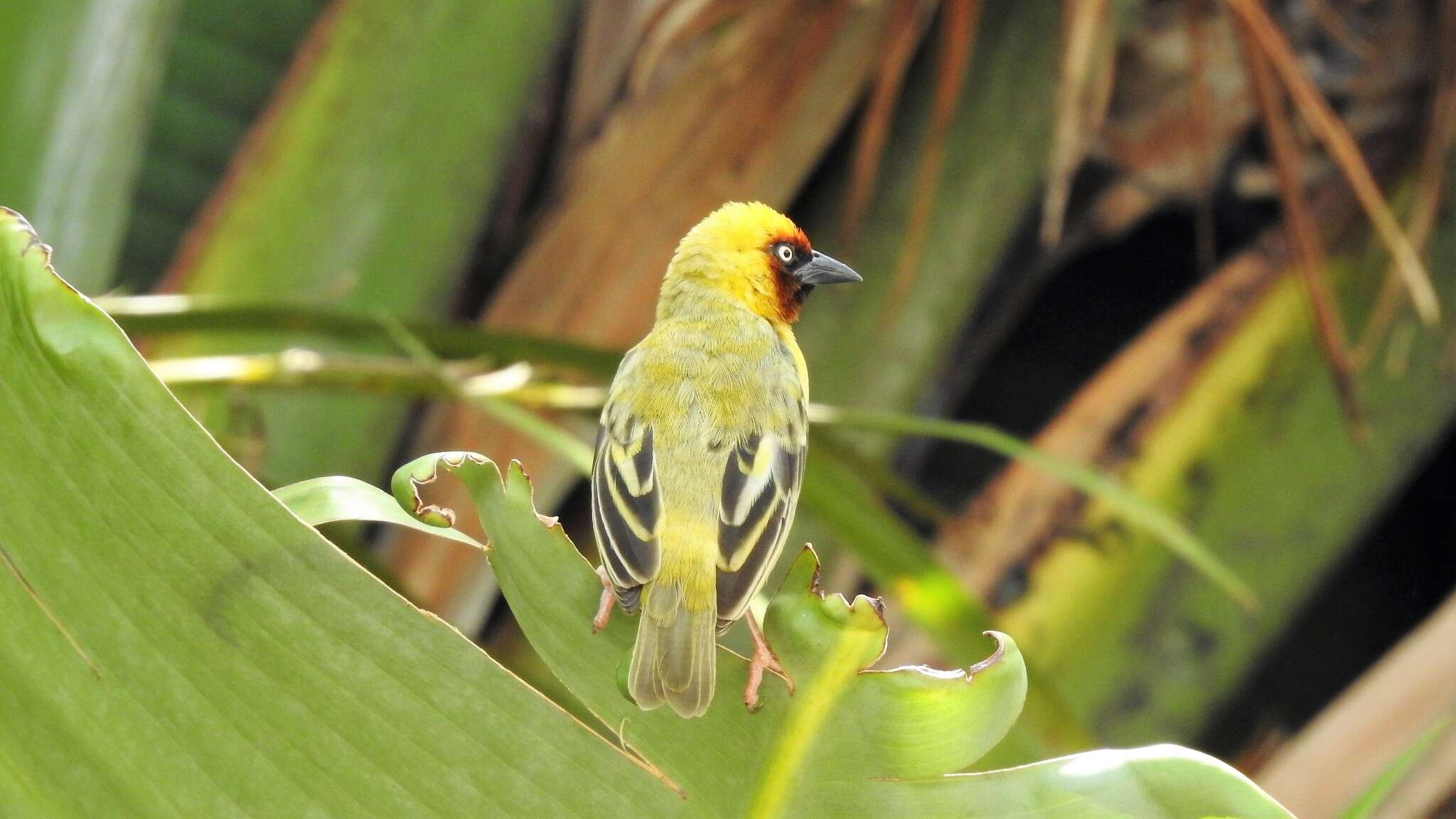 Image of Northern Brown-throated Weaver