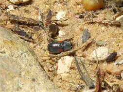 Imagem de Coleothorpa axillaris (J. L. Le Conte 1868)