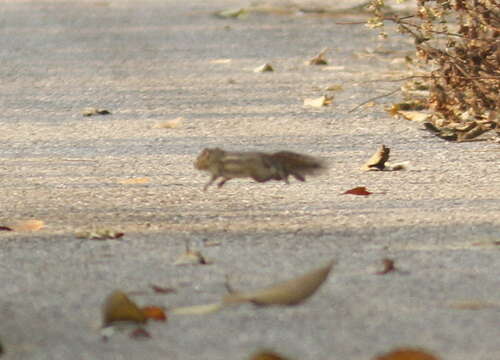 Image of Indochinese ground squirrel