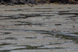 Image of Shore Dotterel