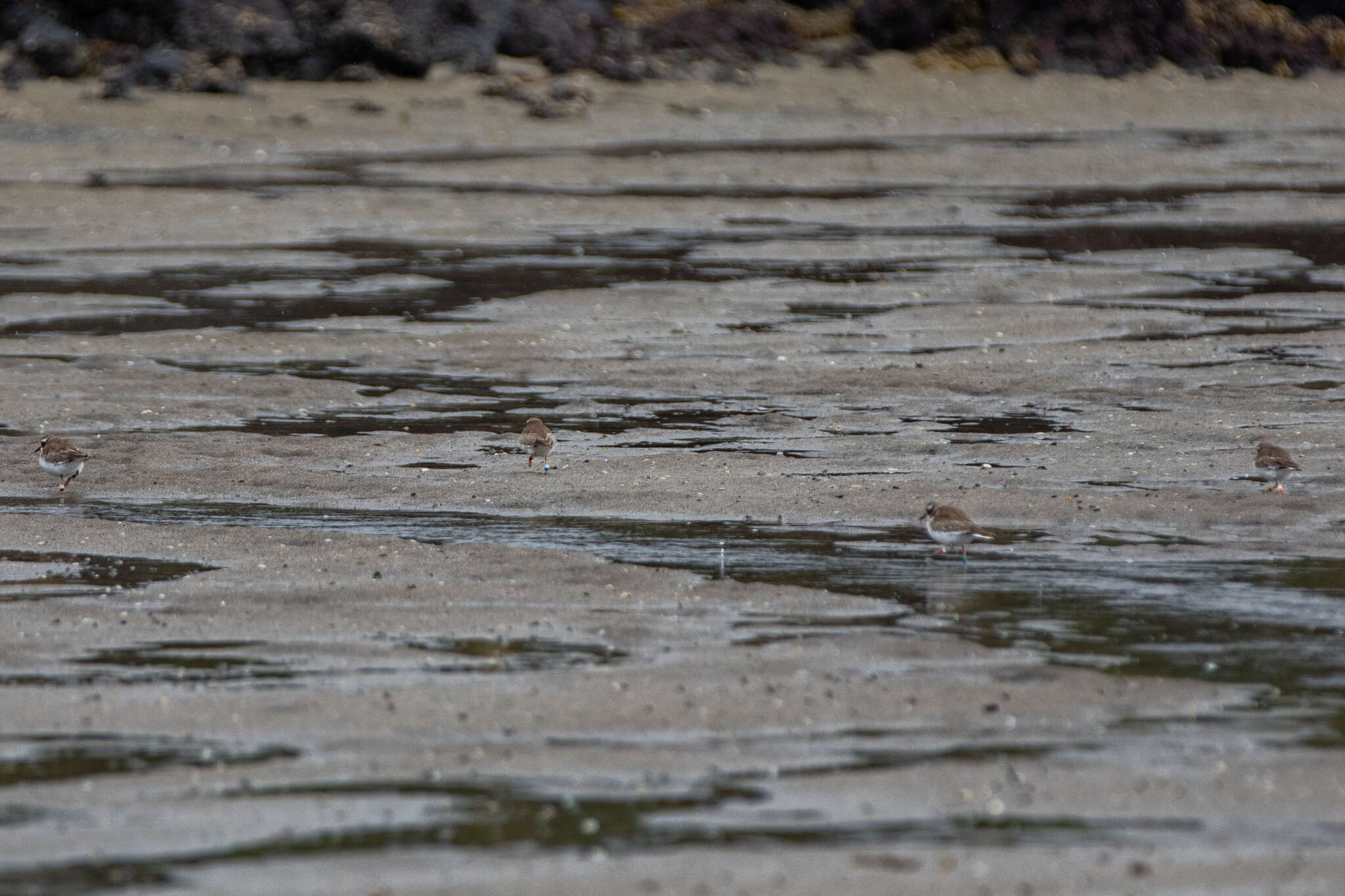 Image of Shore Dotterel