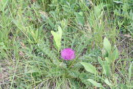 Plancia ëd Cirsium drummondii Torr. & A. Gray