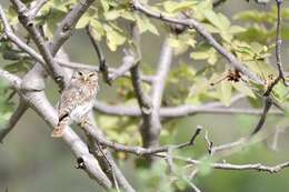 Plancia ëd Glaucidium peruanum König & C 1991