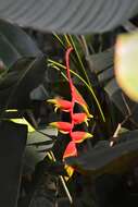 Image of false bird of paradise