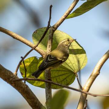 Image of Lemon-rumped Warbler