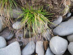 Слика од Isolepis cernua (Vahl) Roem. & Schult.