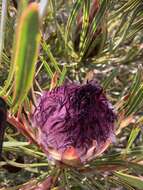 Imagem de Protea longifolia Andr.