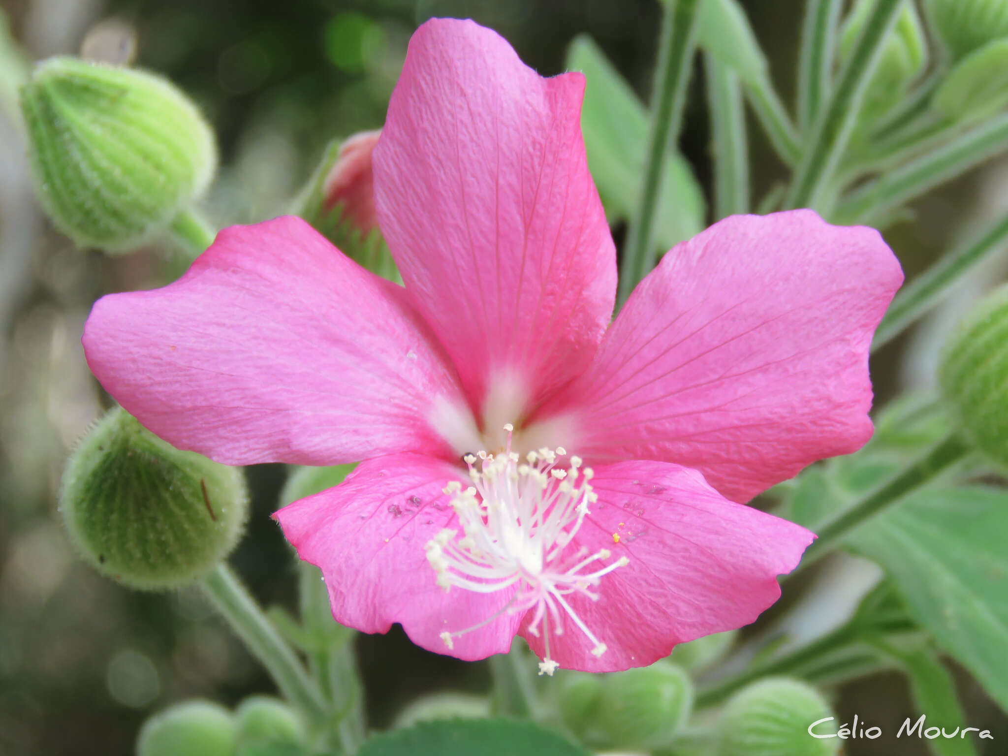 Image of Pavonia malacophylla (Link & Otto) Hemsl.