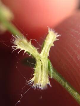 Image of sagebrush combseed