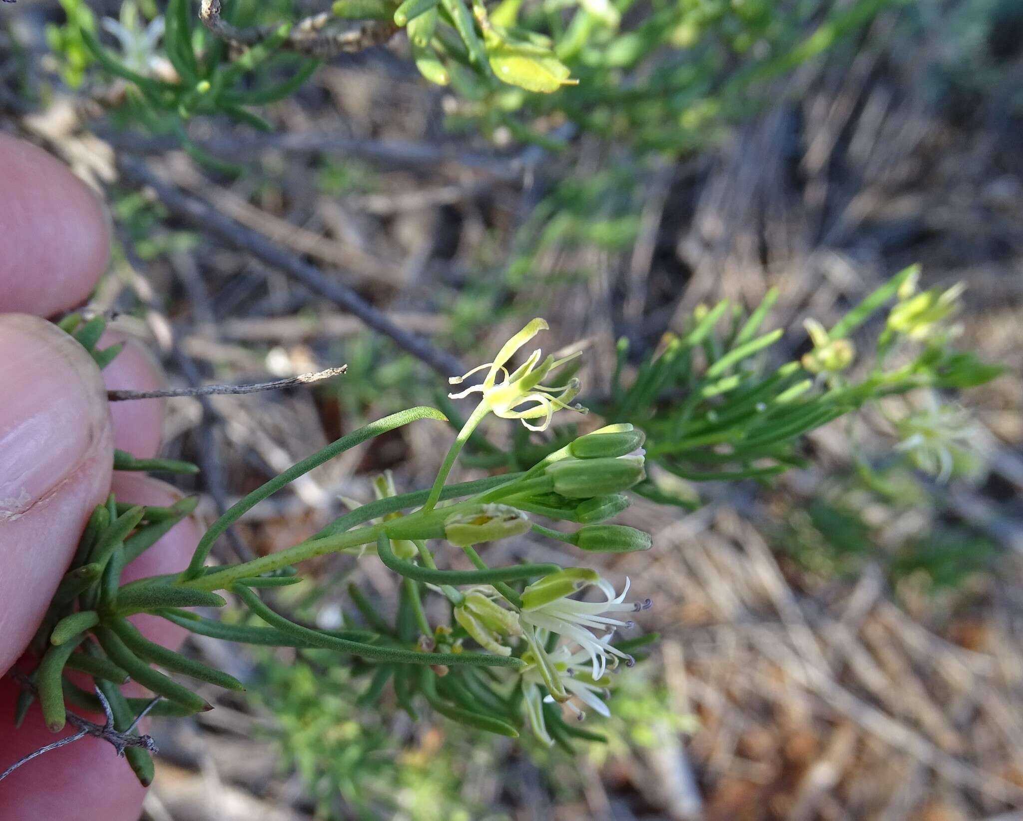 Image of Lepidium leptopetalum (F. Muell.) F. Muell.