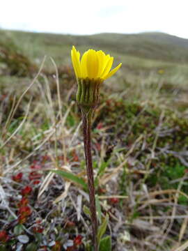 Image of Arctic Squaw-Weed