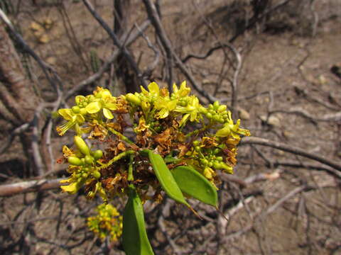 Image of <i>Libidibia glabrata</i>