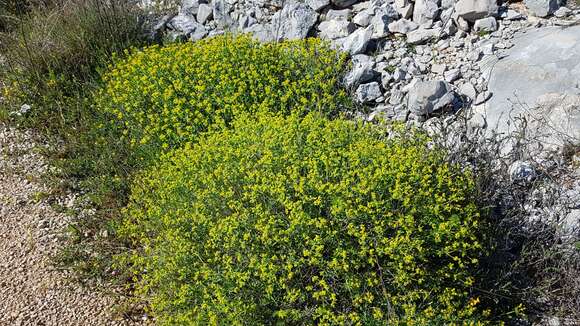 Image of Euphorbia spinosa L.