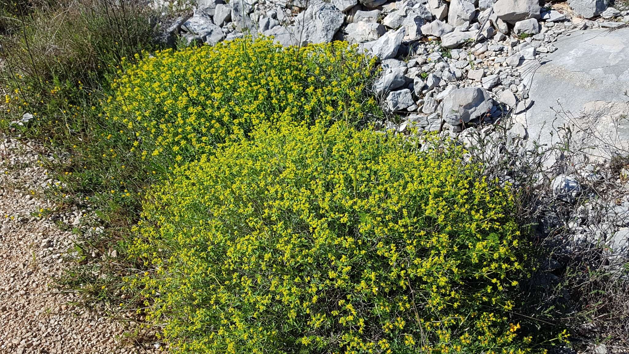 Слика од Euphorbia spinosa L.