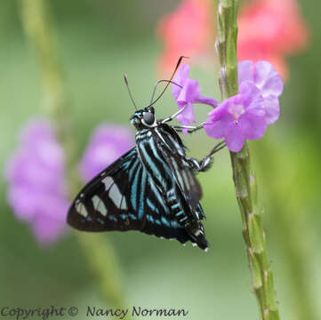 Phocides pigmalion Cramer 1779 resmi