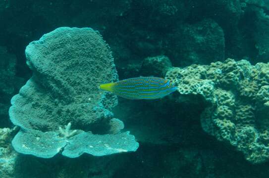 Image of Blue and yellow wrasse