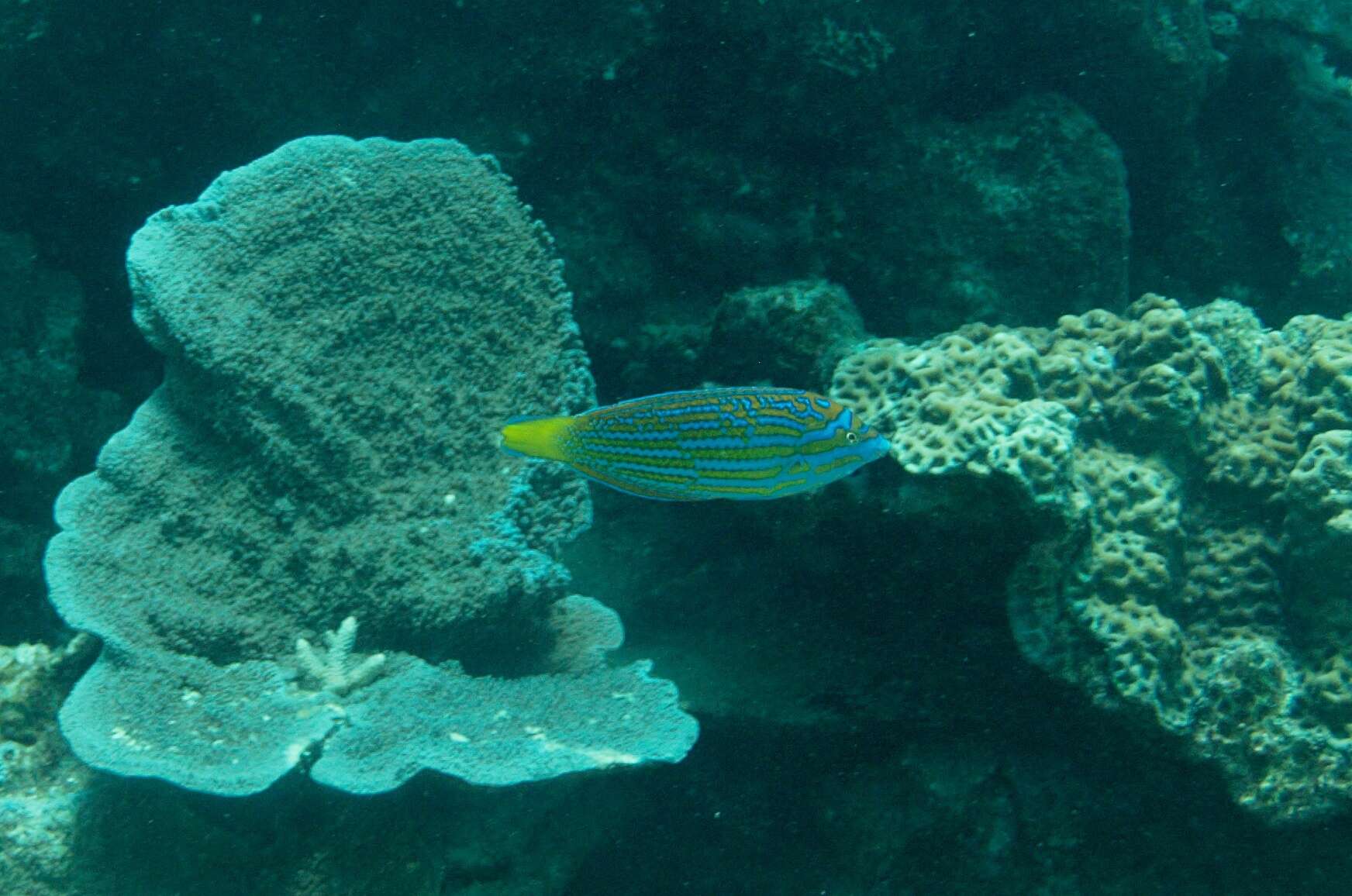 Image of Blue and yellow wrasse