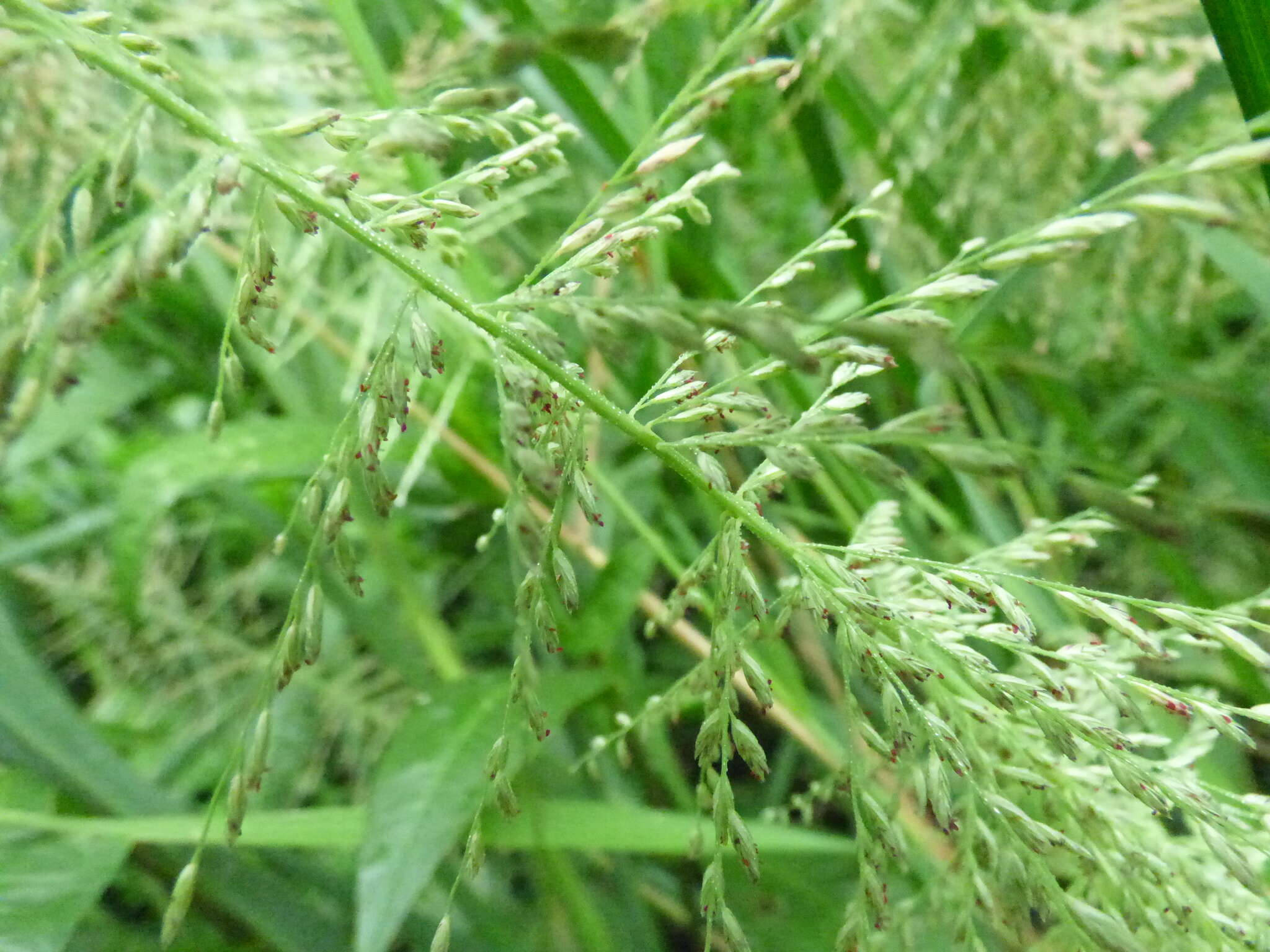 Image of Amazon Viper Grass