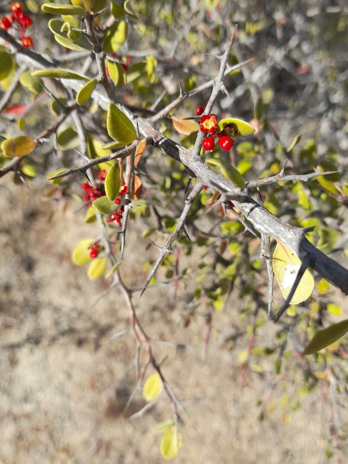 Image of Castela peninsularis Rose