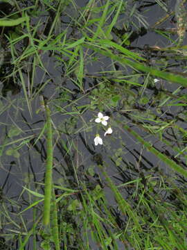 Image of Cardamine dentata Schult.