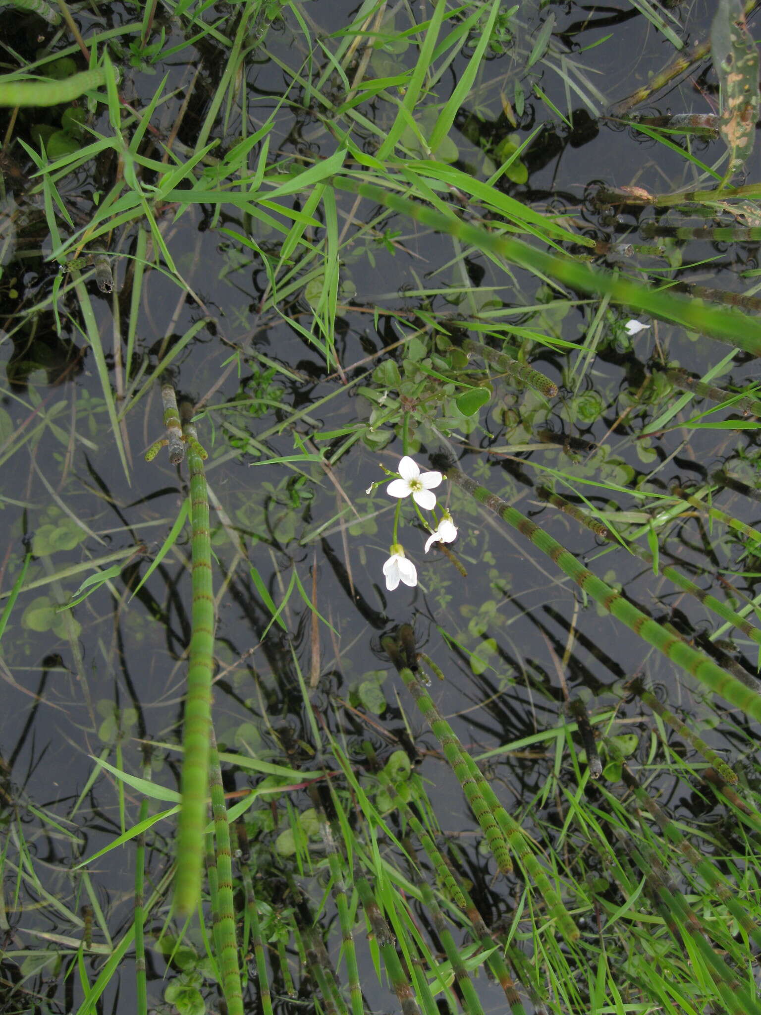 Слика од Cardamine dentata Schult.