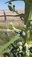 Image of Eryngium horridum Malme