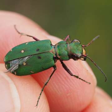 Image of Green tiger beetle