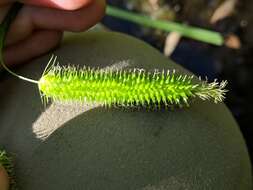 Image of Cyperus Sedge