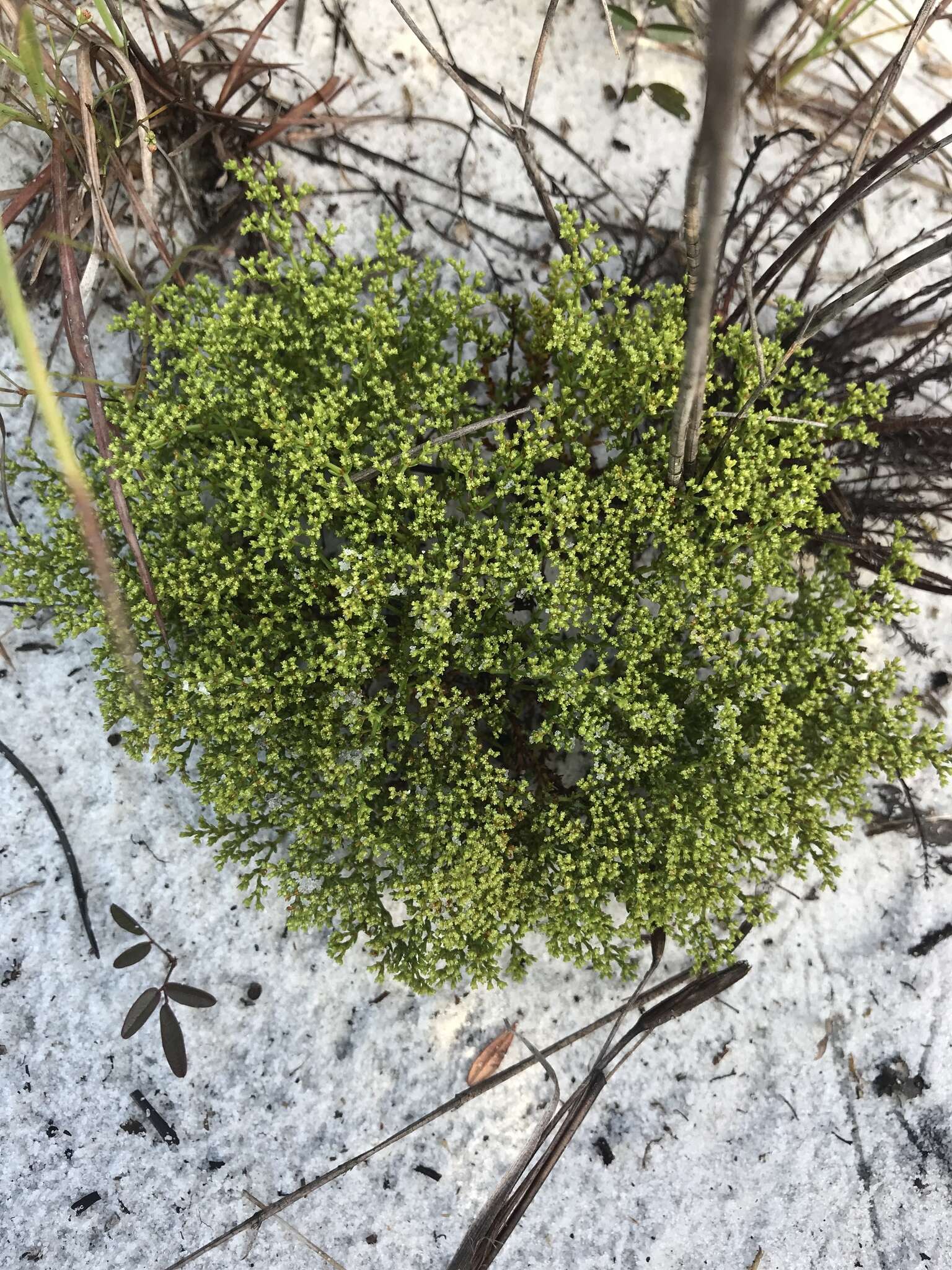 Paronychia chartacea var. chartacea的圖片