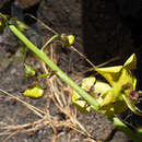 Image of Verbascum capitis-viridis Huber-Morath