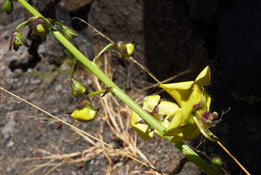 Image of Verbascum capitis-viridis Huber-Morath