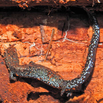 Image of Oregon Slender Salamander