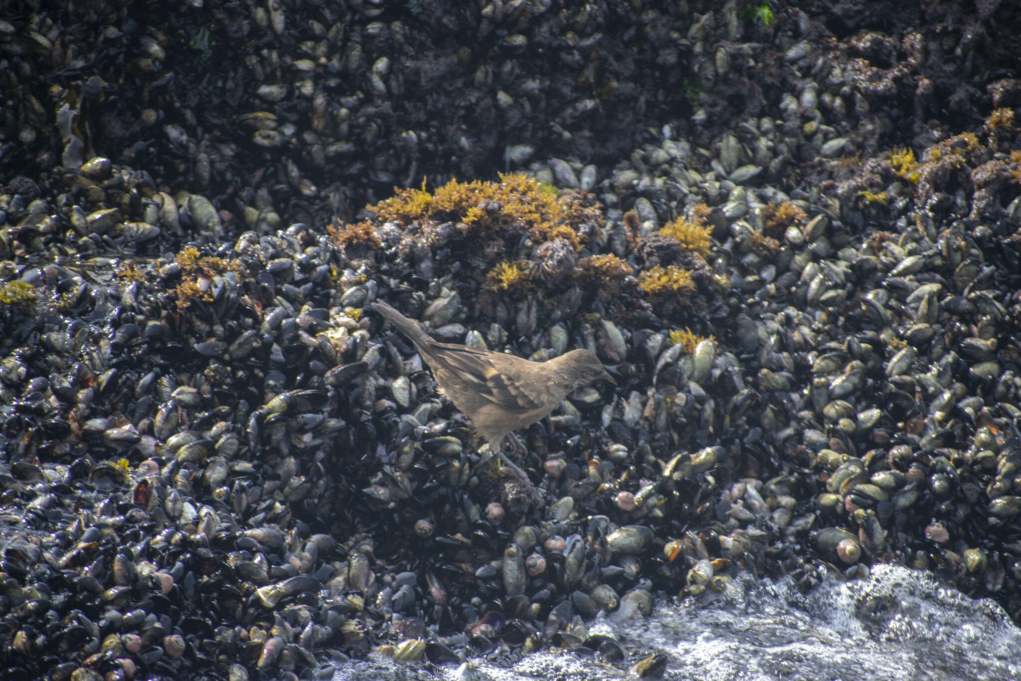 Image of Peruvian Seaside Cinclodes