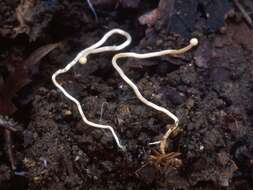 Image of Ophiocordyceps japonensis (Hara) G. H. Sung, J. M. Sung, Hywel-Jones & Spatafora 2007